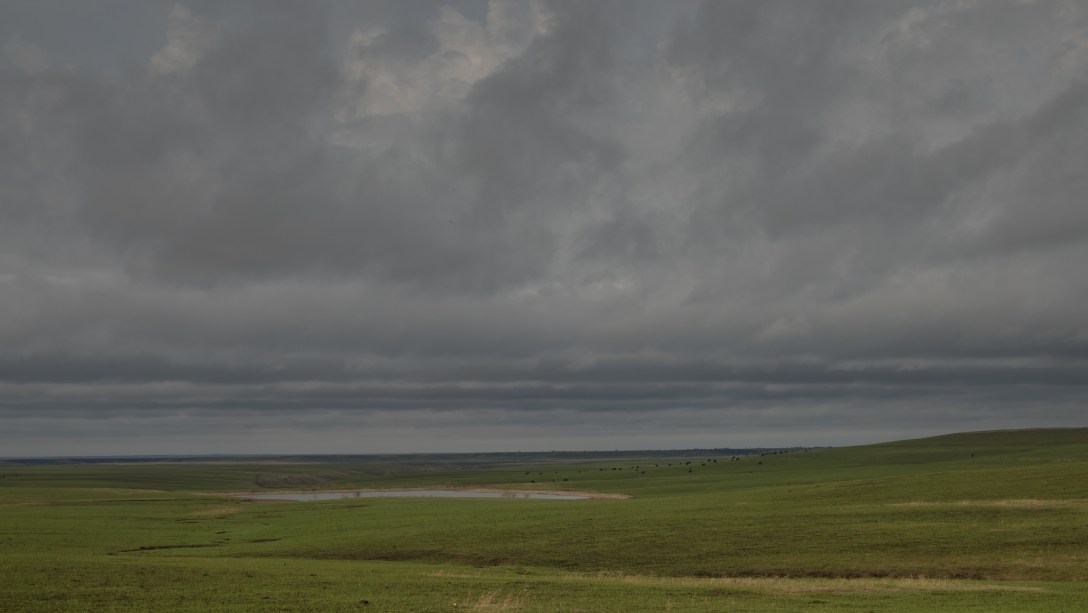 Post Burn Landscape-4107