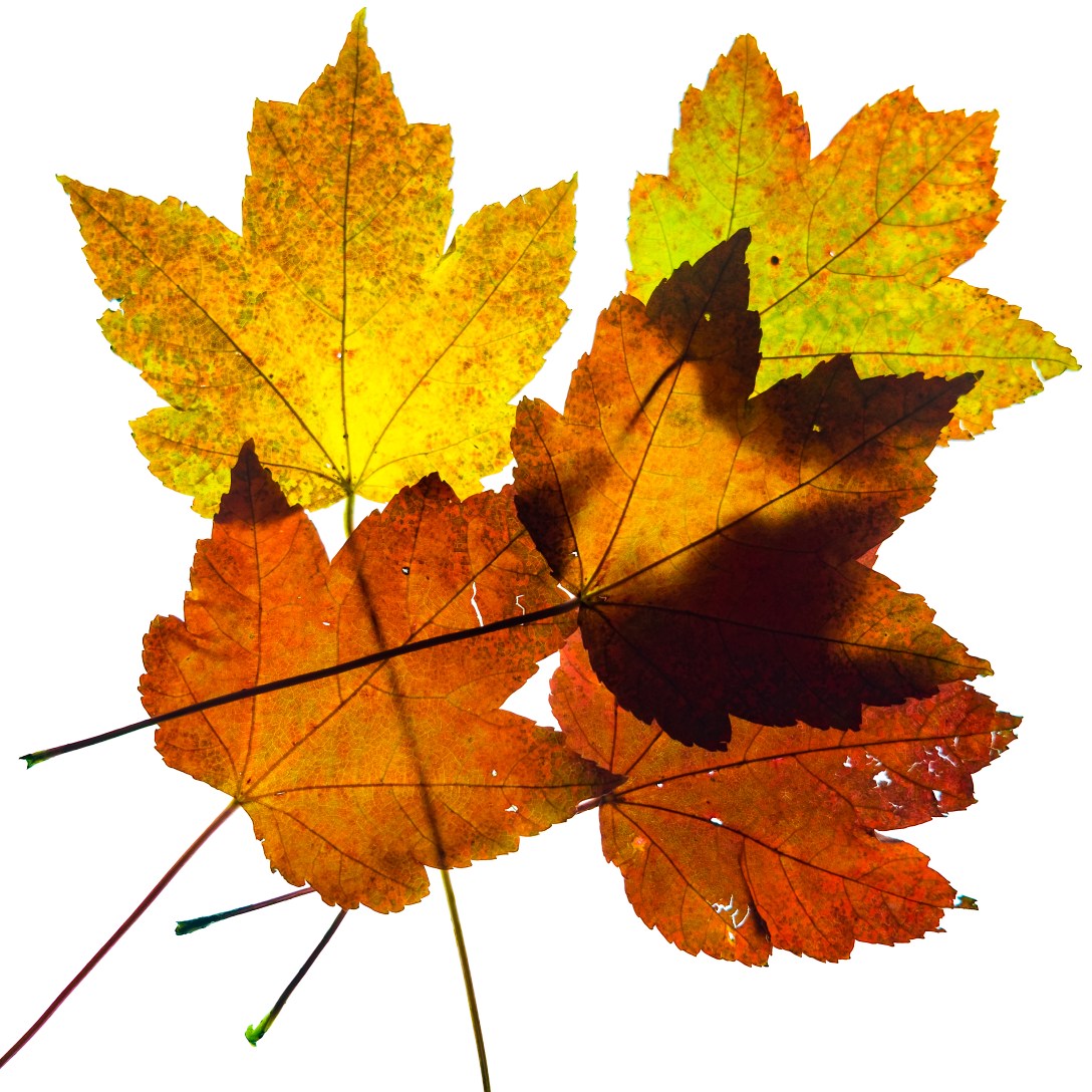 maple-leaves-5482