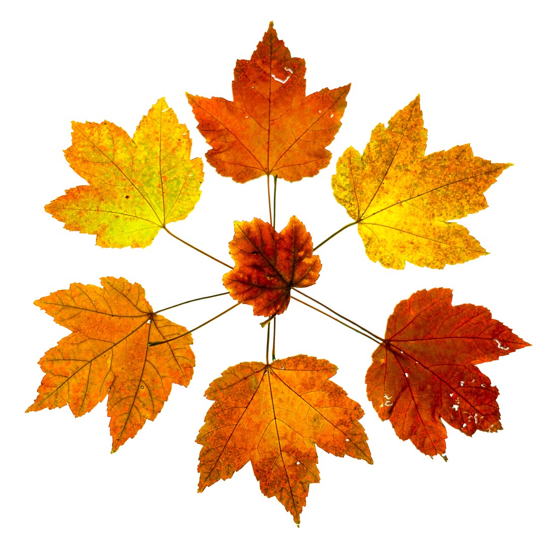 maple-leaves-5495
