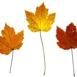 Maple Leaves Trinity – 5487