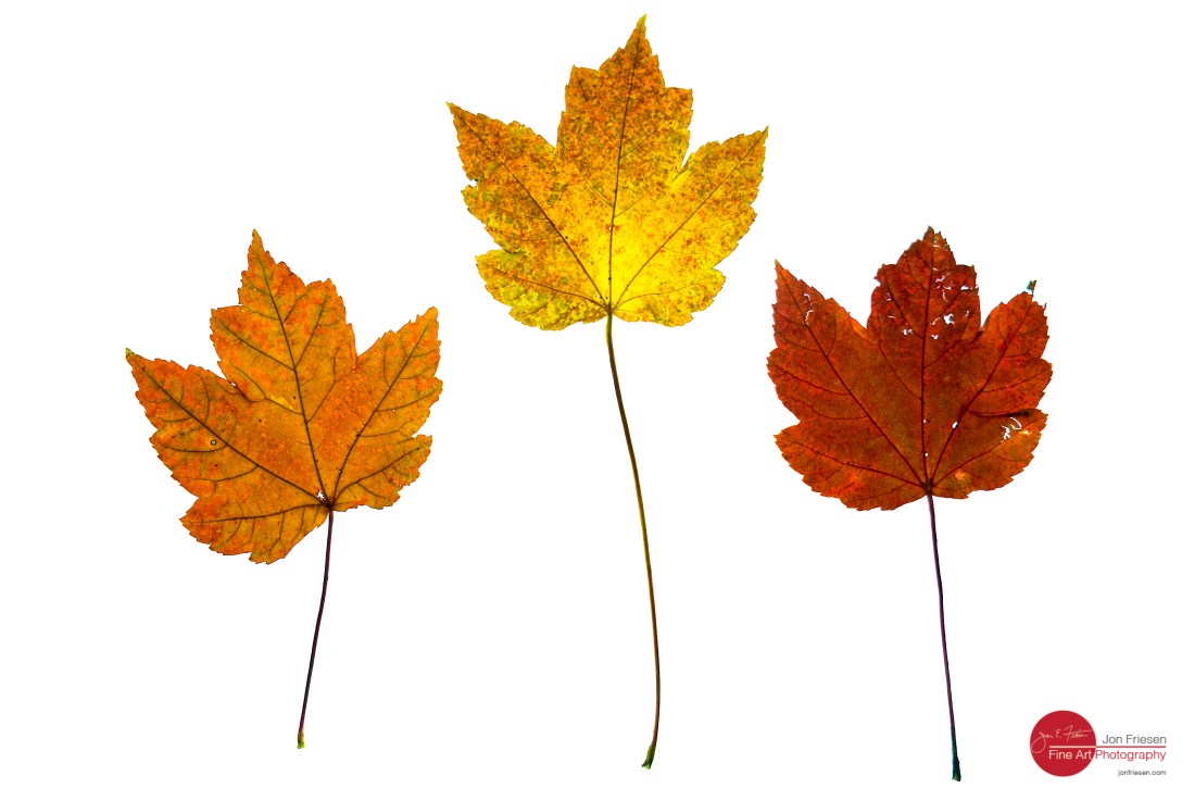 maple-leaves-trinity-5487