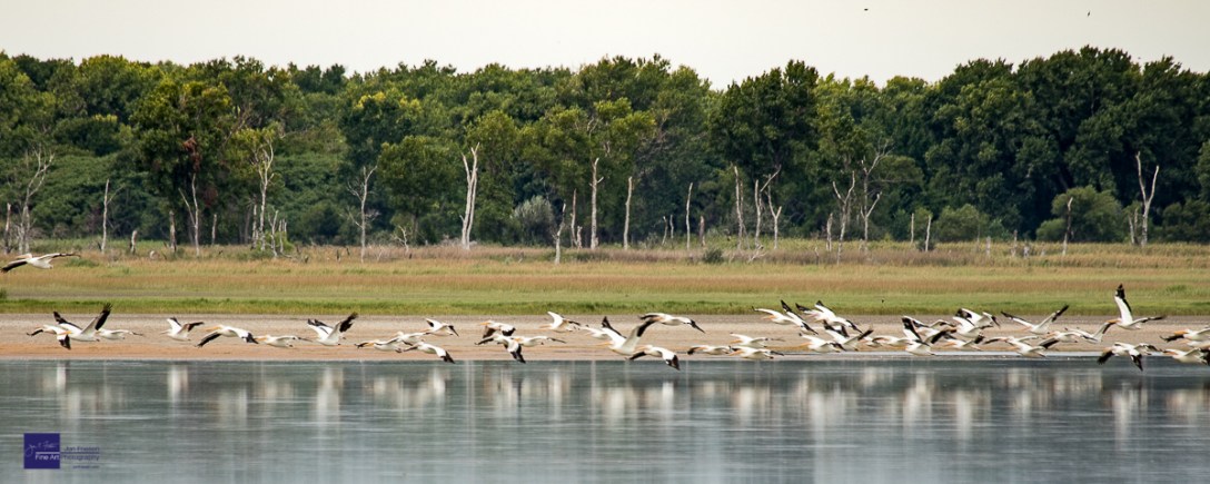 Quivira Pelicans in Flight-4473