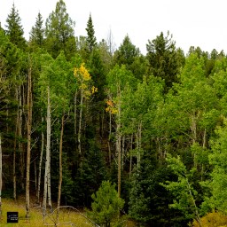 Hint of Fall – 5230